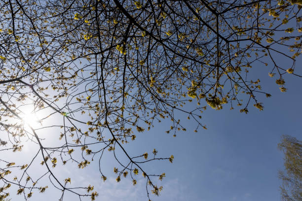 istock a flowering maple tree in the spring season, a spring park 1984507769