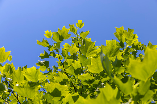 tulip tree with green foliage in windy weather, beautiful tulip tree in sunny weather