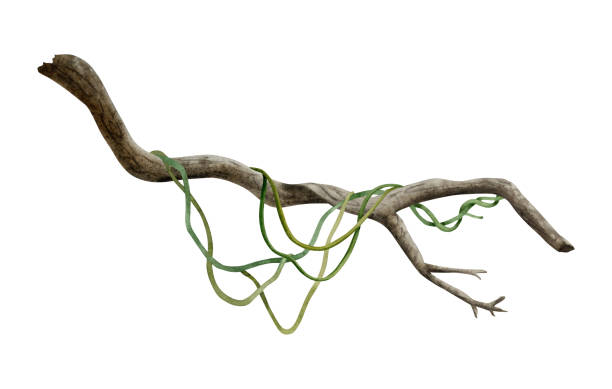 istock Tropical tree branch with liana vine plants watercolor illustration isolated on white for realistic and detailed jungle designs 1984511470