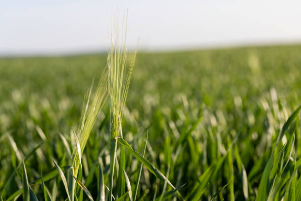 istock green young wheat in the field in the spring 1984513026