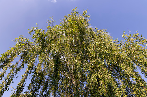 beautiful birch tree foliage is white with green foliage, beautiful birch tree foliage in sunny weather