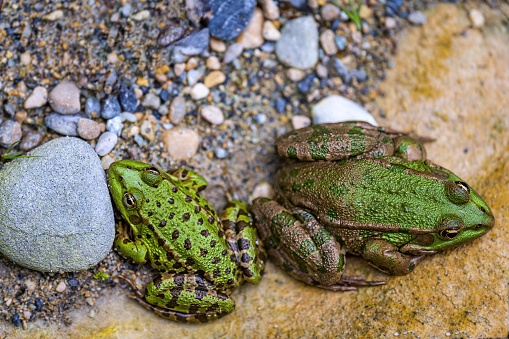 Frog in water. Pool frog resting. Pelophylax lessonae. Two European frogs.