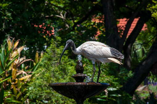 The threskiornis molucca or Australian white ibis is a wading bird, it is widespread across much of Australia. It has a predominantly white plumage with a bare, black head, long downcurved bill and black legs.