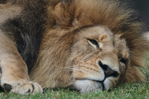 Male lion sleeping in Werribee open range zoo Victoria Australia