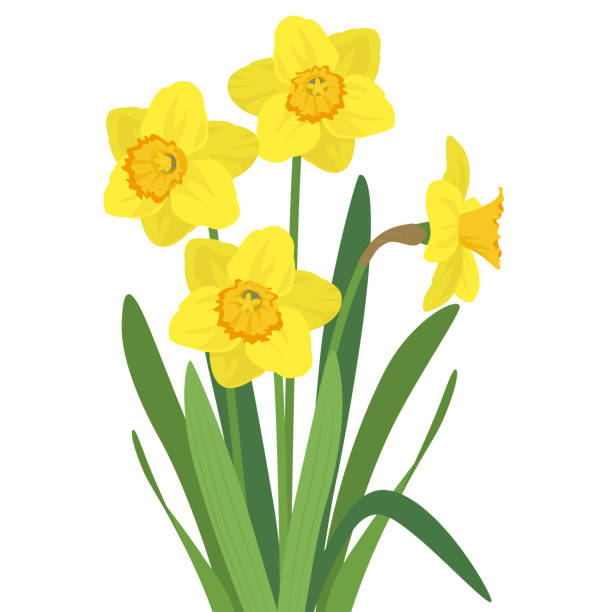 illustrations, cliparts, dessins animés et icônes de illustration de jonquille jaune - flower winter narcissus daffodil yellow