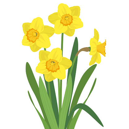 yellow daffodil illustration