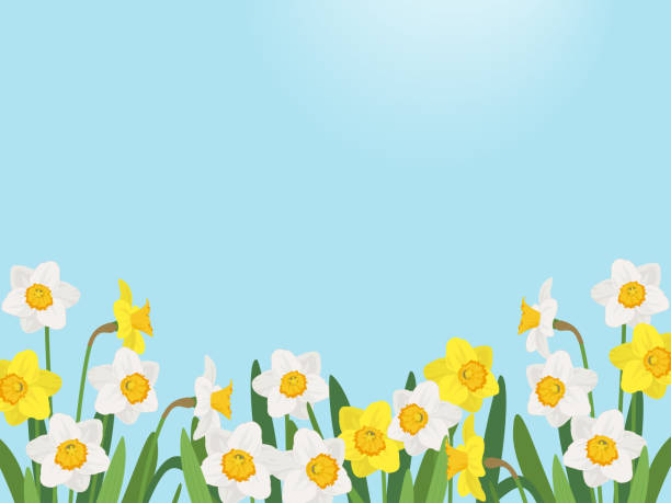 illustrations, cliparts, dessins animés et icônes de blue sky and daffodil background - spring daffodil flower sky