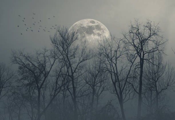 istock Scary dry trees and moon: horror background 1984543192