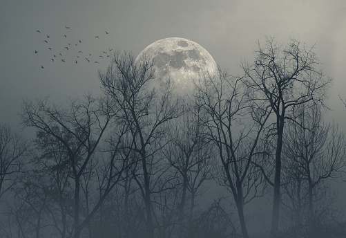 Dry trees in the misty forest and full moon in the sky, dark night and horror background