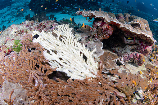 Part of staghorn coral bleaching caused by sea water thermal rising due to climate change and global warming. Coral colony turn to white from excessive seawater temperature can lead to coral mortality