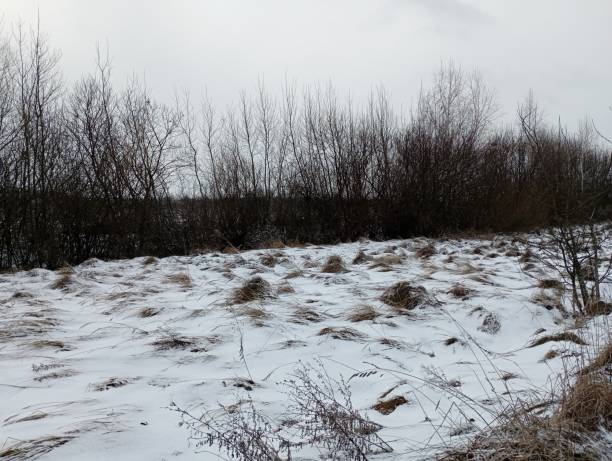 istock Cloudy weather in fields with snow-covered grass. Bushes of vines in the fields. 1984545823