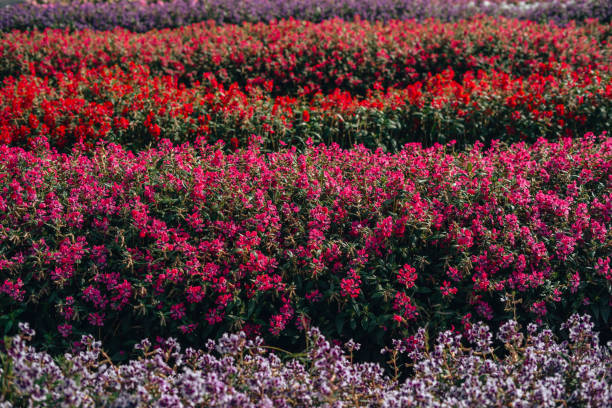 istock Pink and purple flowers and flower fields in spring 1984548426