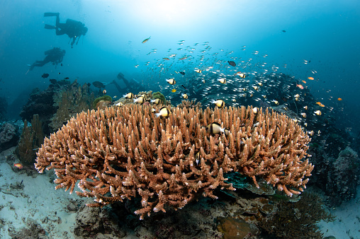 Caribbean sea underwater coral reef with tropical fish in Cuba