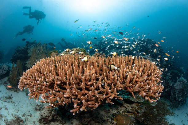 Staghorn coral with school of fish in Andaman Sea, Thailand Staghorn coral on tropical hard coral reef with school of fish near Similan Island in Andaman Sea. Marine life of underwater ecosystem. Scuba diving tourism in Thailand deep sea staghorn coral school of fish stock pictures, royalty-free photos & images