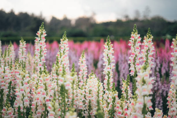 Free Stock Photo of A field of purple flowers | Download Free Images ...