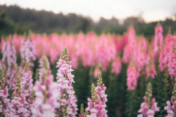 istock Pink and purple flowers and flower fields in spring 1984550558