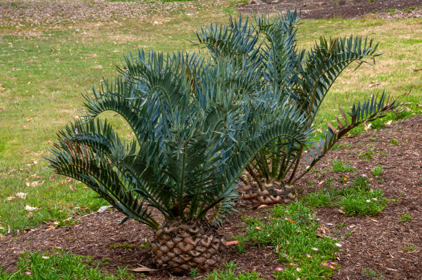 encephalartos trispinosus or bushmans's river cycad in garden - bushmans стоковые фото и изображения