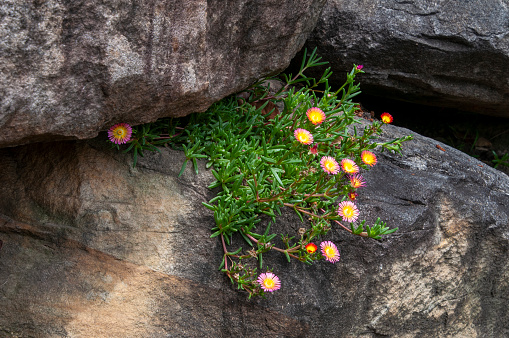 Delosperma nubigenum, commonly called ice plant, is native to certain mountainous areas of South Africa. It is a mat-forming succulent with fleshy, green leaves and yellow, daisy-like flowers.