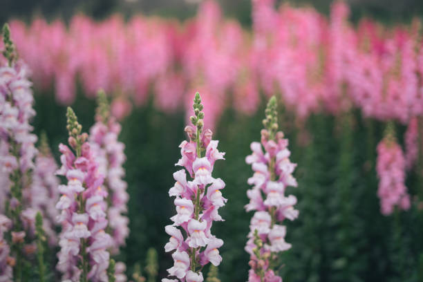 istock Pink and purple flowers and flower fields in spring 1984552631