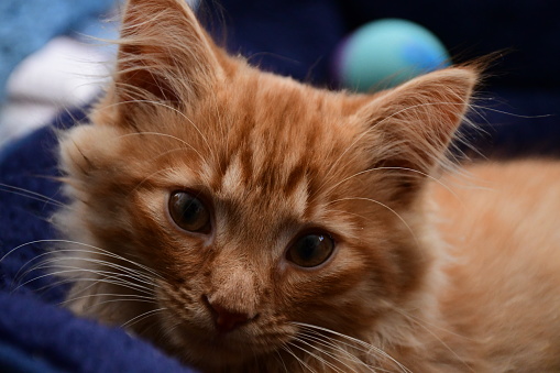 Ginger kitten closeup