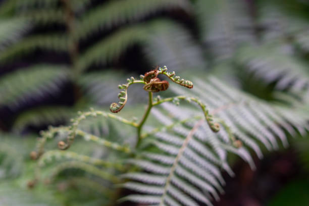 young fern leaf. nature background