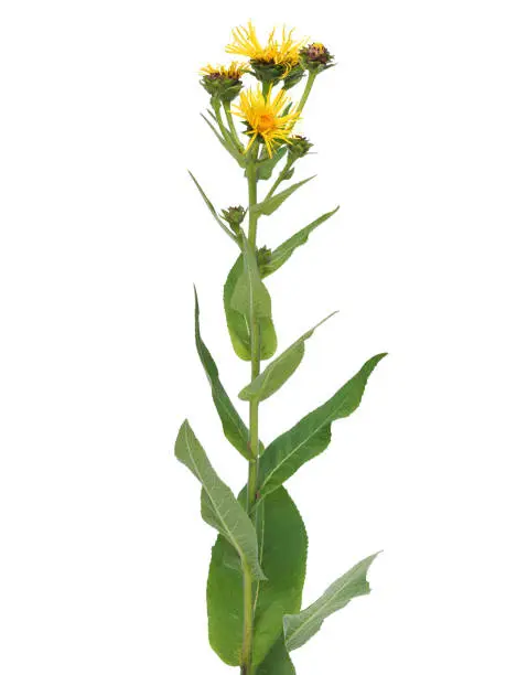 Yellow flower of Elecampane plant isolated on white, Inula helenium, medicinal plant