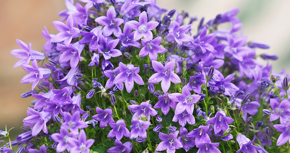 Purple flowers of the Dalmatian wall bellflower, Campanula portenschlagiana, floral card