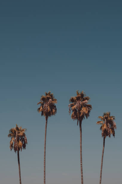 istock Tropical palm trees against a clear blue sky. Summertime vacation concept 1984597820