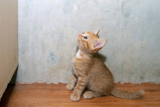 Little cute kitten was sitting alone while looking up to something above its head on cupboard with curiosity.