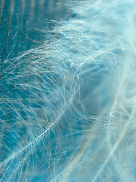 istock Extreme close up of feathers 1984614756