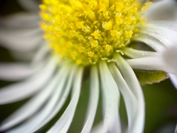 istock Extreme close up of daisy 1984615287