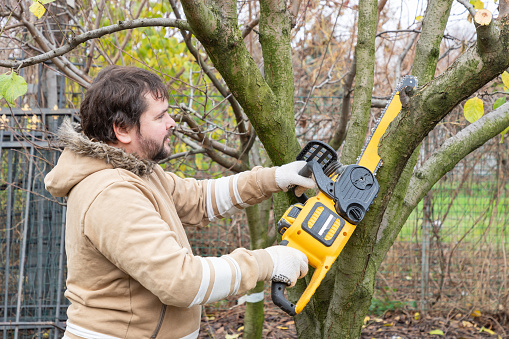 Professional gardener cuts branches on a tree, with using electric battery powered chain saw. Season pruning. Trimming trees with chainsaw in backyard home. Cutting firewood in village.