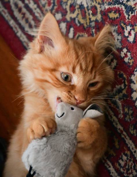 istock Ginger kitten playing with cat toy 1984625189