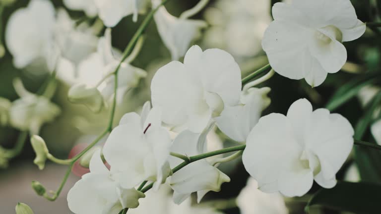 Beautiful white orchid flower