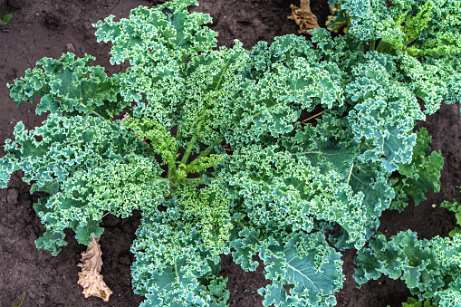Curly kale leaves in the garden bed