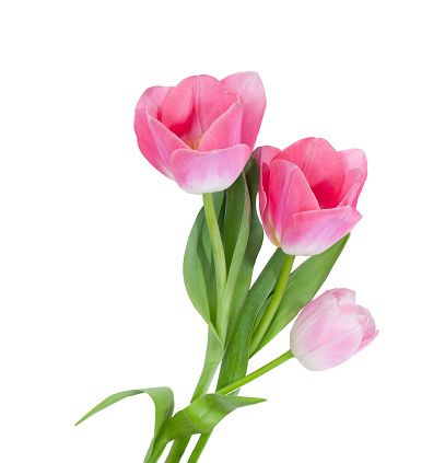 Three light  pink Tulips isolated on white background