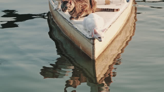Group of cats enjoy relaxing boat ride through canal