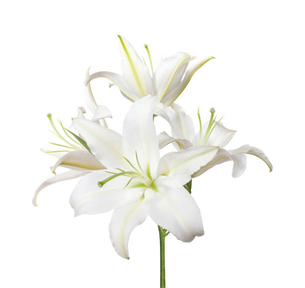 istock Branch with white Lily flowers isolated on white background. 1984650998