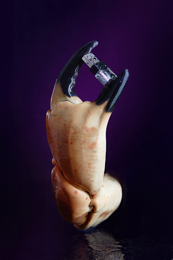 Conceptual photography. Crab claw holding USB stick. Interweaving of ecology, memory, time and technology.