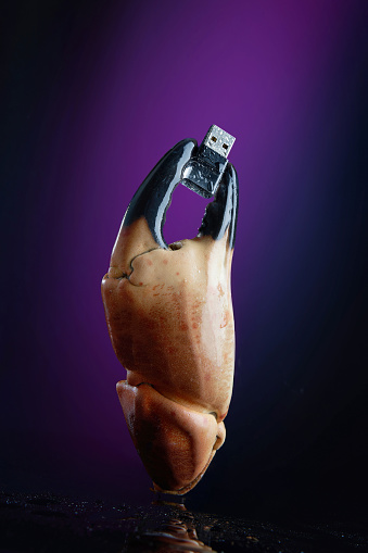 Crab claw holding USB stick. Interweaving of ecology, time and technology, conceptual photography.