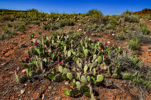 Flowering cactus plants, Pink flowers of Opuntia polyacantha in Canyonlands National Park, Utha USA