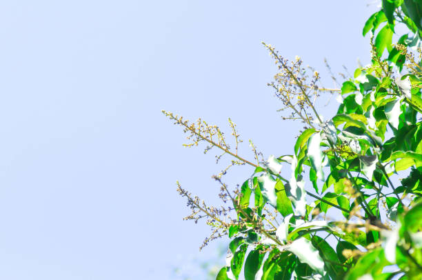 mango plant or mango tree or Mangifera Indica, Mango Mangifera indica L or Mangifera austroyunnanensis Hu or ANACARDIACEAE and sky background