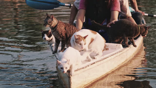 Group of cats and people enjoy relaxing boat ride through canal