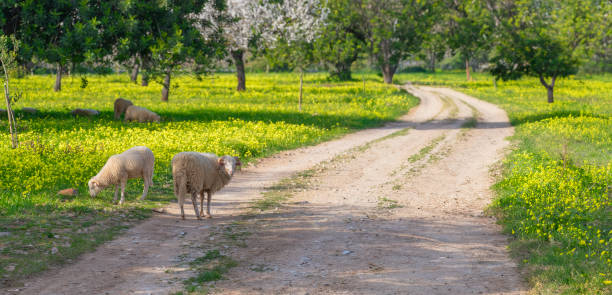 dolci pecore al pascolo lungo un sentiero tortuoso attraverso un frutteto in fiore - country road lane road dirt road foto e immagini stock