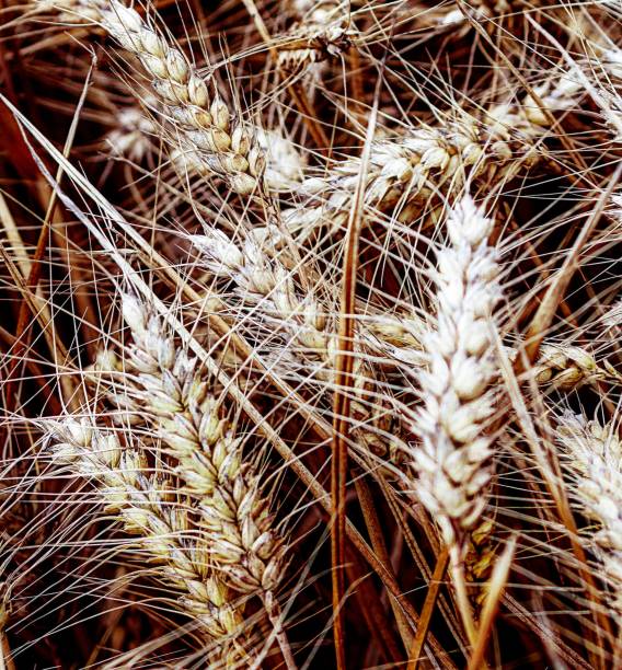 der Weizen, das Brot für die Welt