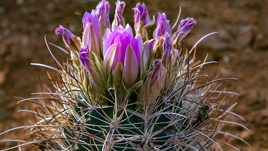 Flowering cactus plants (Sclerocactus parviflorus)  in Canyonlands National Park, Utha USA