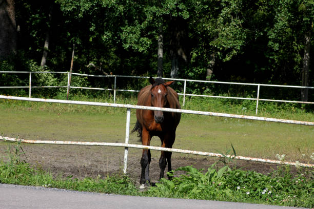 A brown horse standing and waiting for some attention