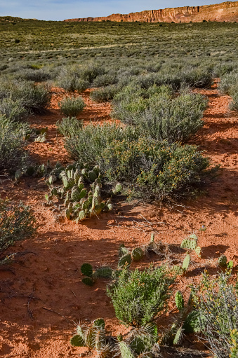 Cacti, Yuccas and various desert plants against the background of an erosional landscape in spring. Colorado USA