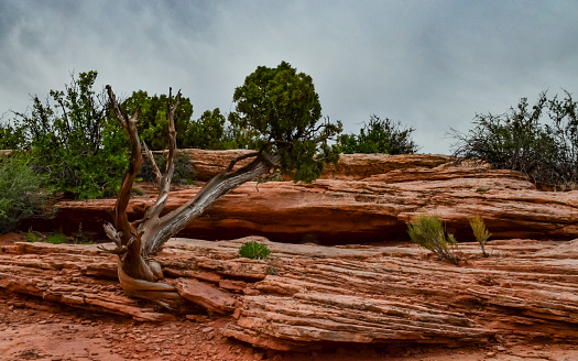 Coniferous tree on a background of red eroded rocks in Canyonlands National Park in Utah near Moab, USA