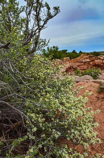 Blooming bush on a background of red eroded rocks in Canyonlands National Park in Utah near Moab, USA